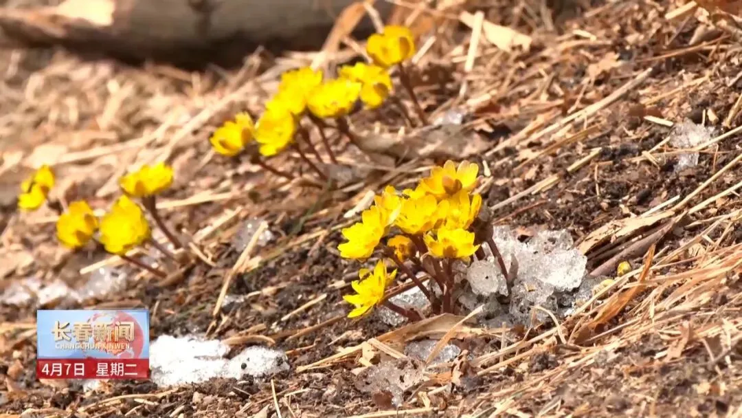 文旅市场多点开花 春日经济为城市发展添动能