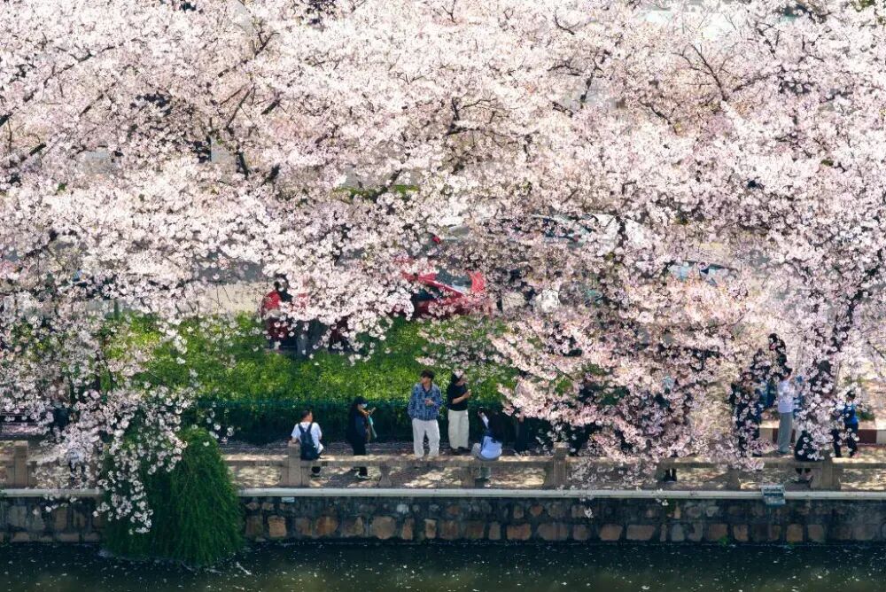 今年清明小长假,旅游市场更火了