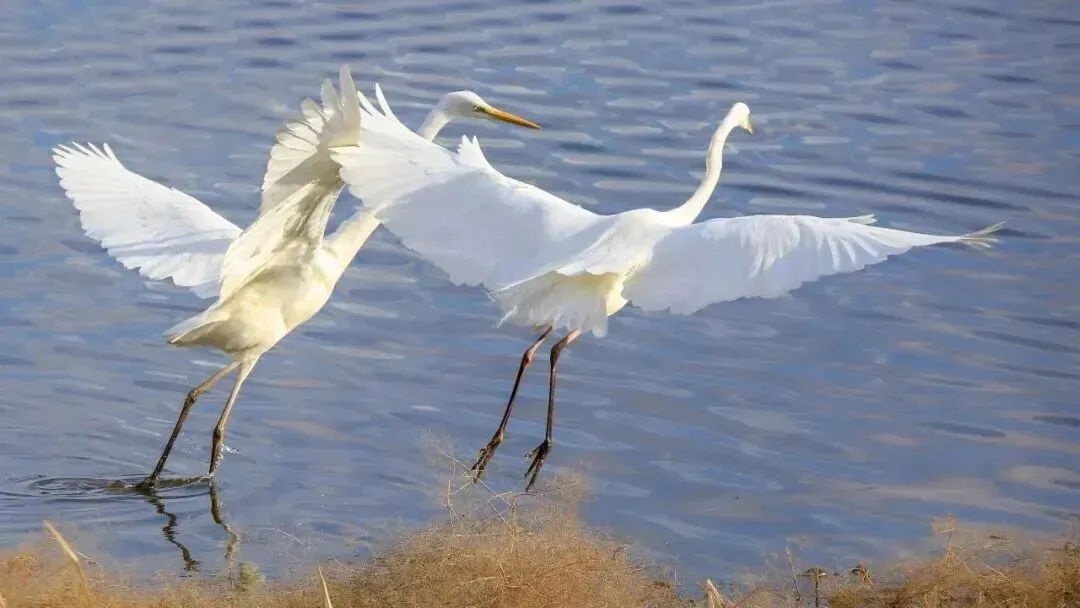 李强签署国务院令|市场监管总局整治居民水电气收费不规范等问题|乌苏里江干流全线开江