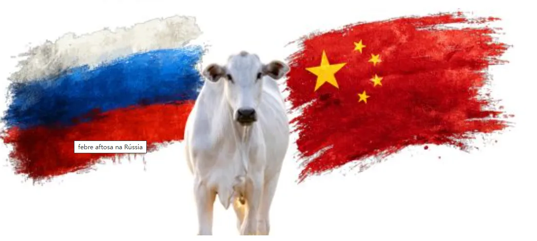 4月巴西肉牛市场全解析:活牛价格创新高、口蹄疫搅动全球供应链,中国、俄罗斯缺口持续扩大