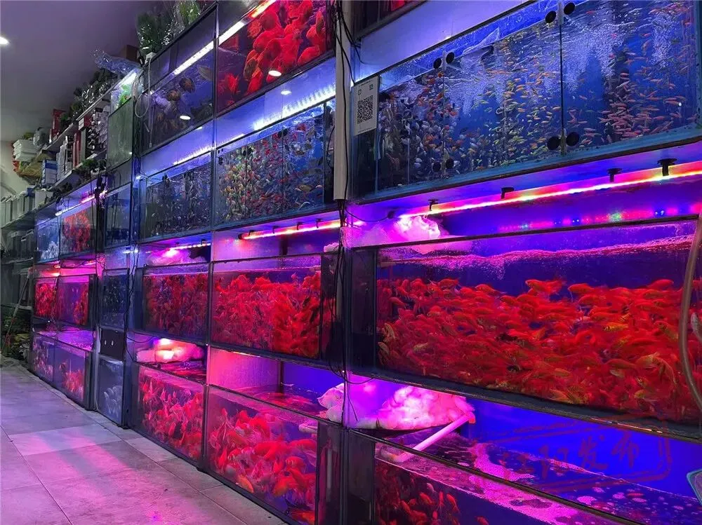 新春走基层丨江阳区:年味飘起来,消费市场红火火