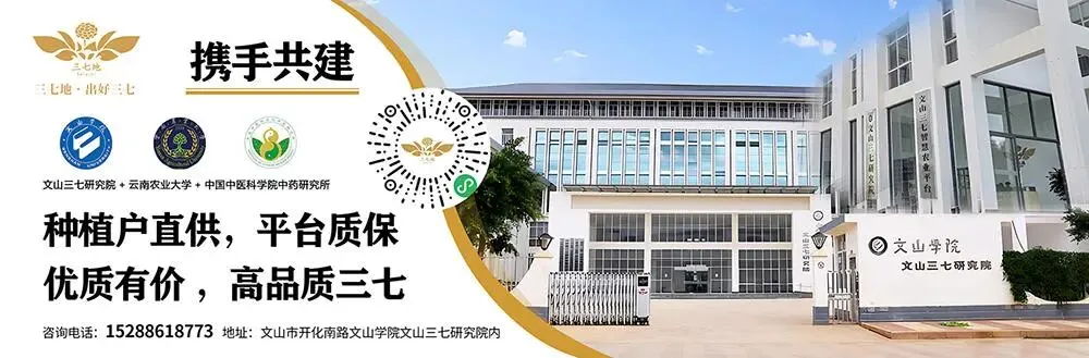 4月8日文山三七大宗原料和水洗(批发)市场,实时成交价格及行情更新