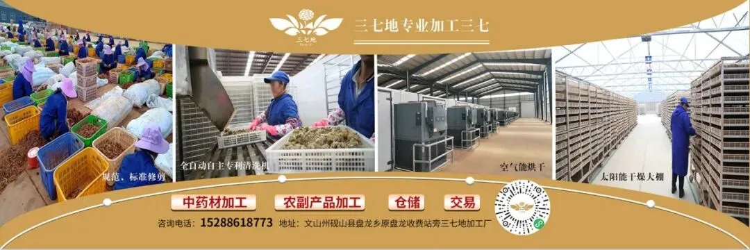 4月8日文山三七大宗原料和水洗(批发)市场,实时成交价格及行情更新