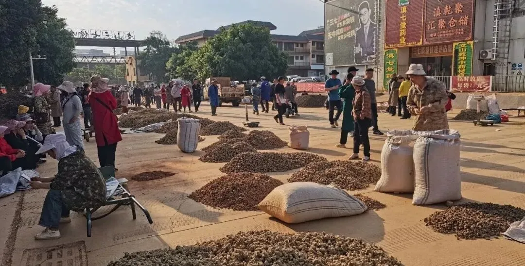 4月8日文山三七大宗原料和水洗(批发)市场,实时成交价格及行情更新