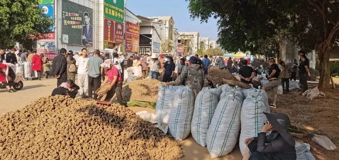 4月8日文山三七大宗原料和水洗(批发)市场,实时成交价格及行情更新