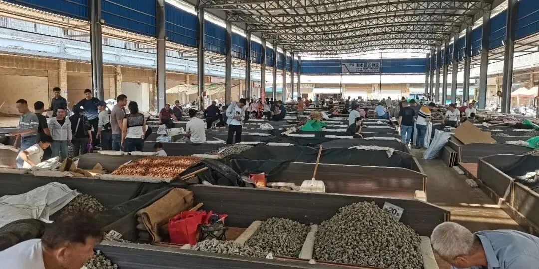 4月8日文山三七大宗原料和水洗(批发)市场,实时成交价格及行情更新