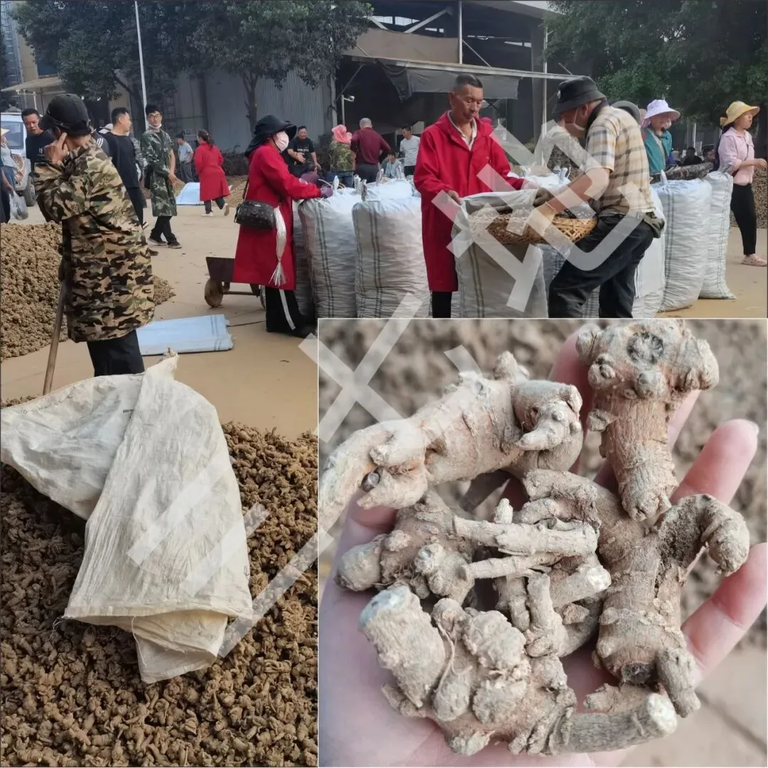 4月8日文山三七大宗原料和水洗(批发)市场,实时成交价格及行情更新