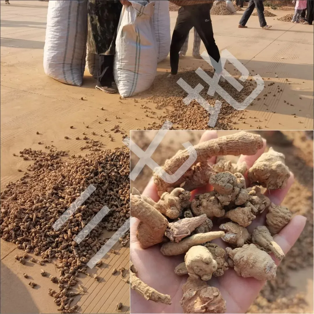 4月8日文山三七大宗原料和水洗(批发)市场,实时成交价格及行情更新