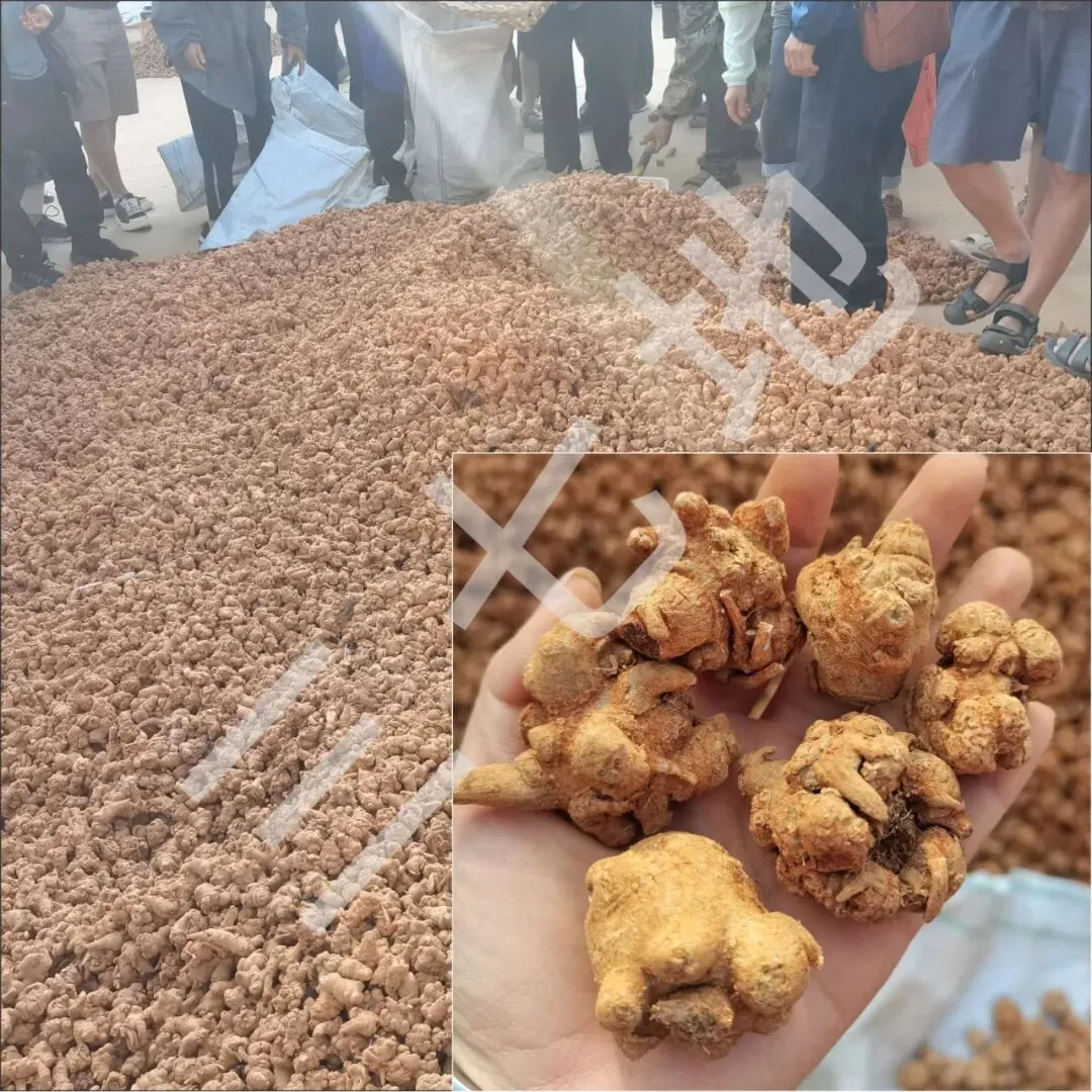 4月8日文山三七大宗原料和水洗(批发)市场,实时成交价格及行情更新