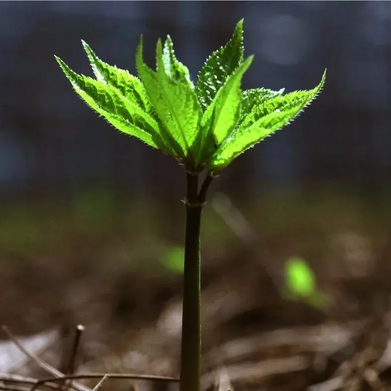 4月8日文山三七大宗原料和水洗(批发)市场,实时成交价格及行情更新