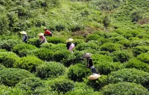 每时茶社群营销案例