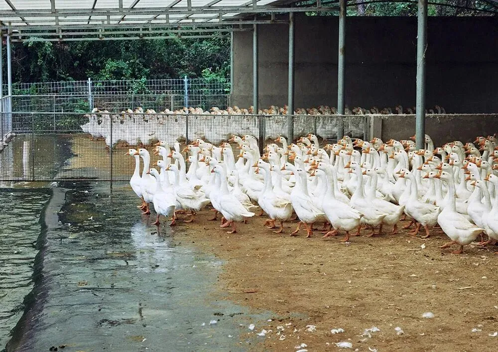 年产1.8亿只羽毛球,拿下全国60%市场,浙江这座小城靠4个字“起飞”!