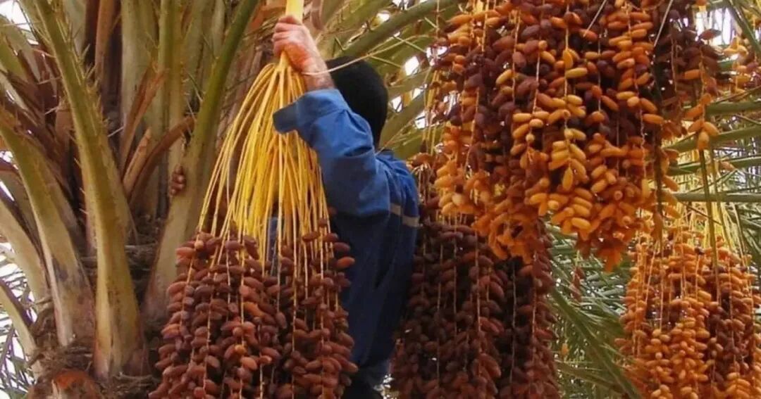 农业部长推动阿尔及利亚椰枣走向国际市场