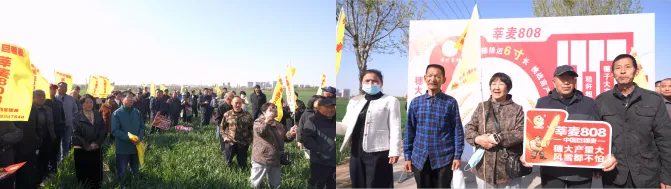 巨穗领航 引爆市场 莘麦808辛集市场启动会火爆出圈