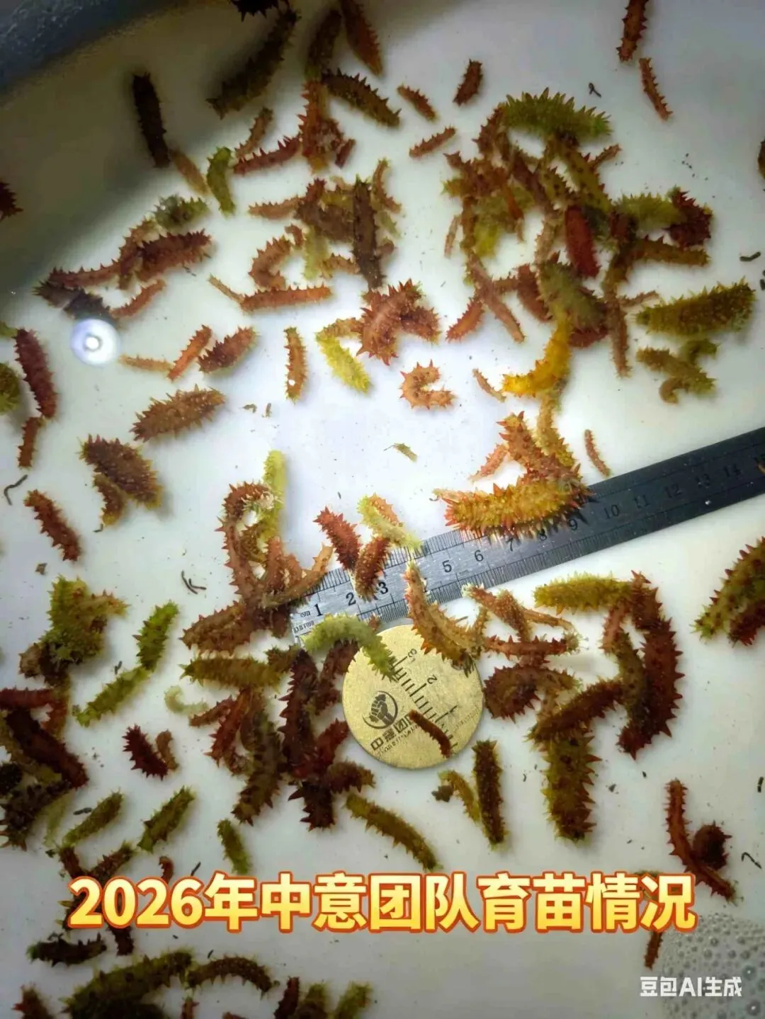 全球海参市场114亿美元,老外开始吃了——今年出口有戏?