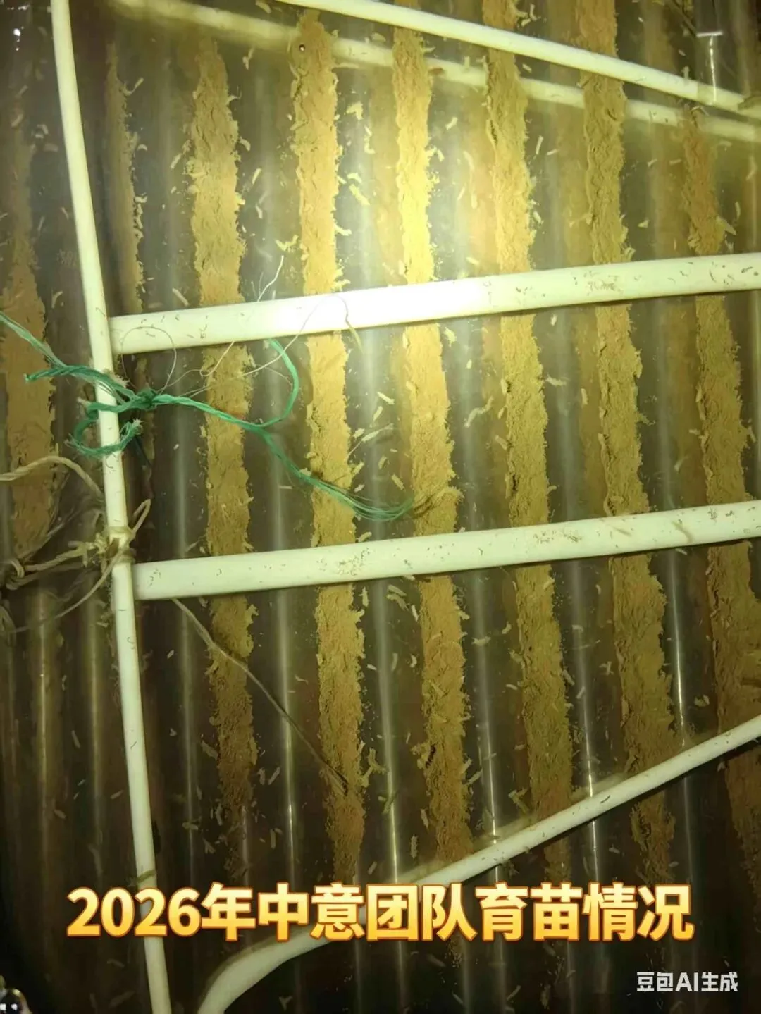 全球海参市场114亿美元,老外开始吃了——今年出口有戏?