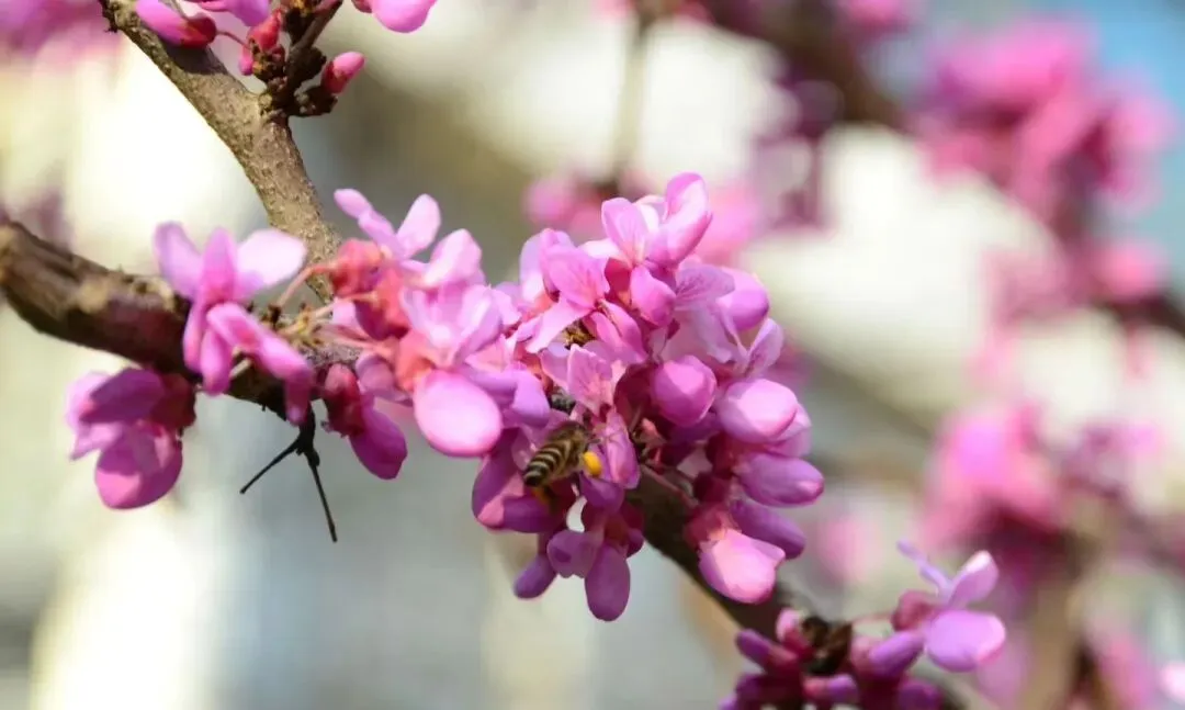 感召营销:让客户主动追随,才是企业最高级的获客逻辑