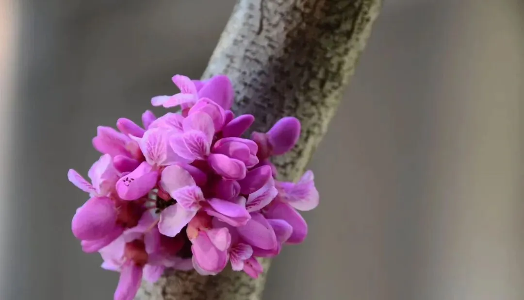 感召营销:让客户主动追随,才是企业最高级的获客逻辑