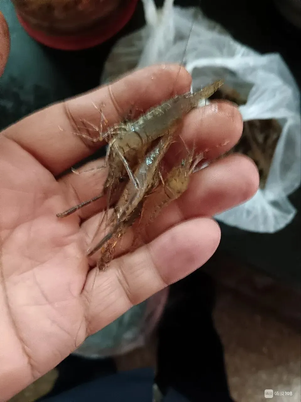 南平社友晒图:现在市场河虾这么便宜!这一斤八两才16块!评论区震惊!