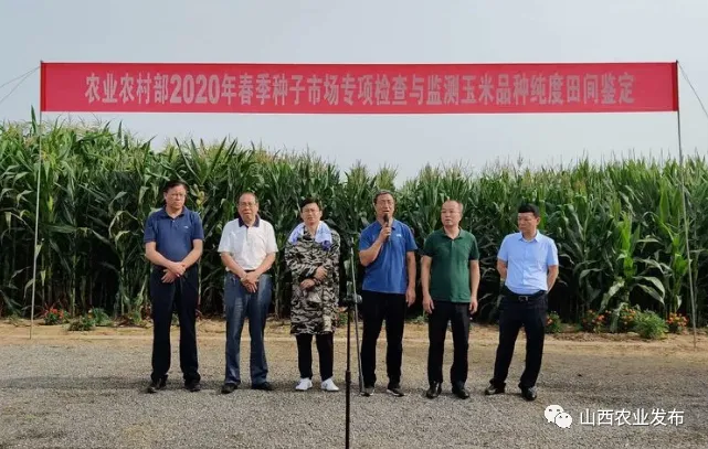 2020年农业农村部春季种子市场专项检查与监测玉米品种纯度田间种植鉴定活动在长治市举行