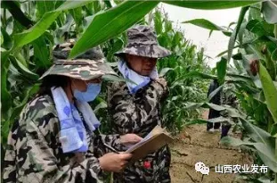 2020年农业农村部春季种子市场专项检查与监测玉米品种纯度田间种植鉴定活动在长治市举行