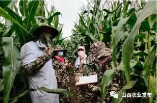 2020年农业农村部春季种子市场专项检查与监测玉米品种纯度田间种植鉴定活动在长治市举行