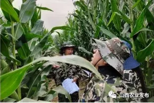 2020年农业农村部春季种子市场专项检查与监测玉米品种纯度田间种植鉴定活动在长治市举行