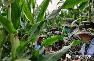 2020年农业农村部春季种子市场专项检查与监测玉米品种纯度田间种植鉴定活动在长治市举行