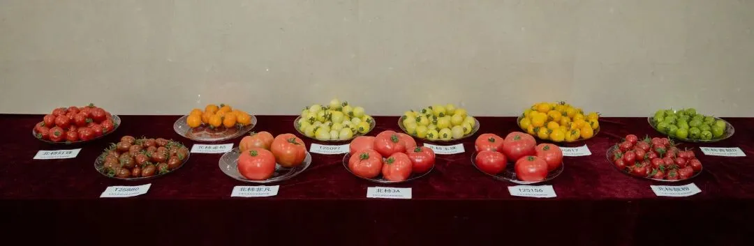 “北柿3A”在山东科技大市场“红”出圈了