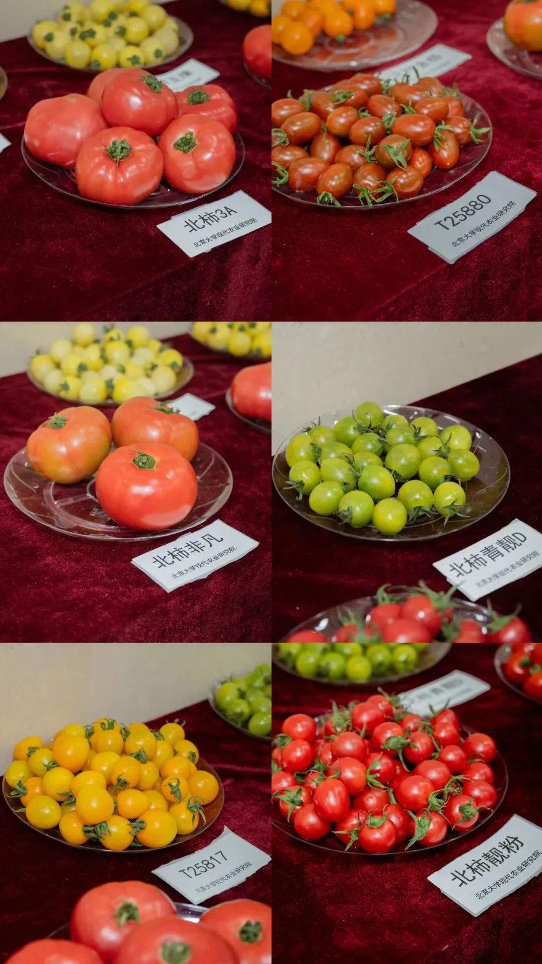 “北柿3A”在山东科技大市场“红”出圈了