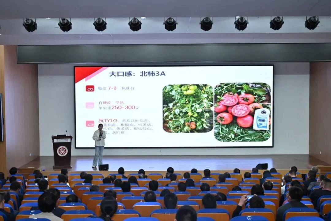 “北柿3A”在山东科技大市场“红”出圈了