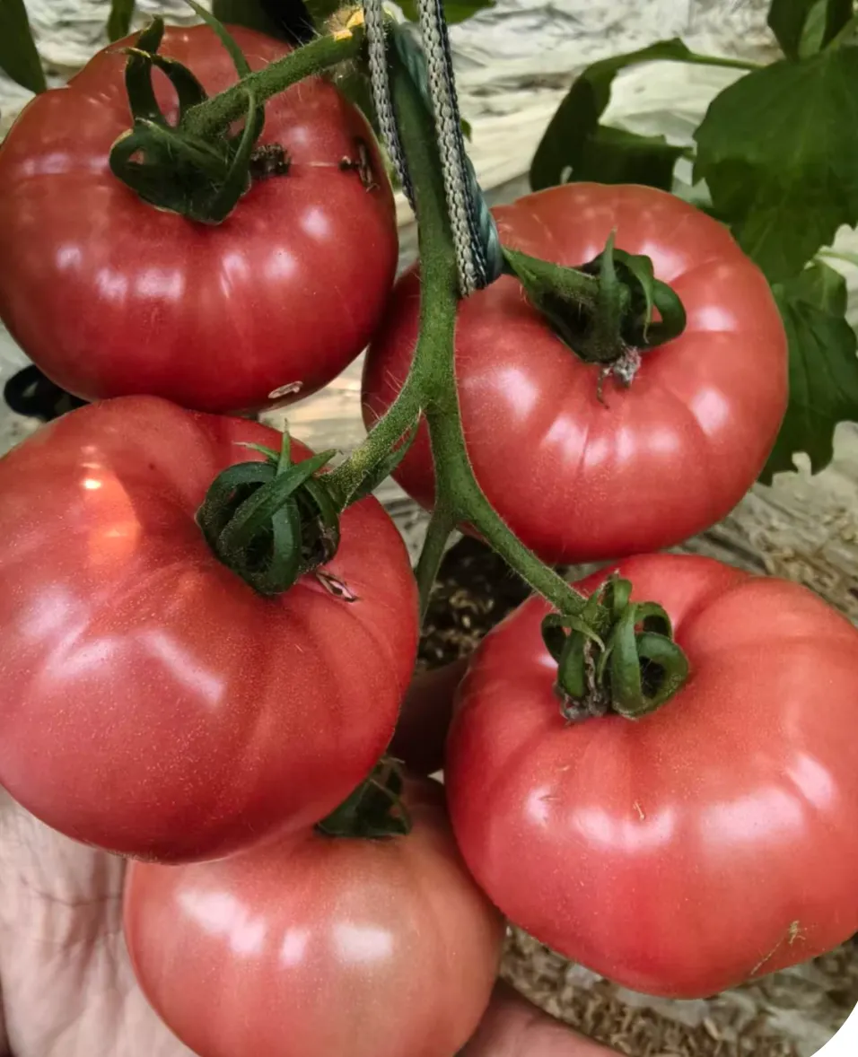 “北柿3A”在山东科技大市场“红”出圈了