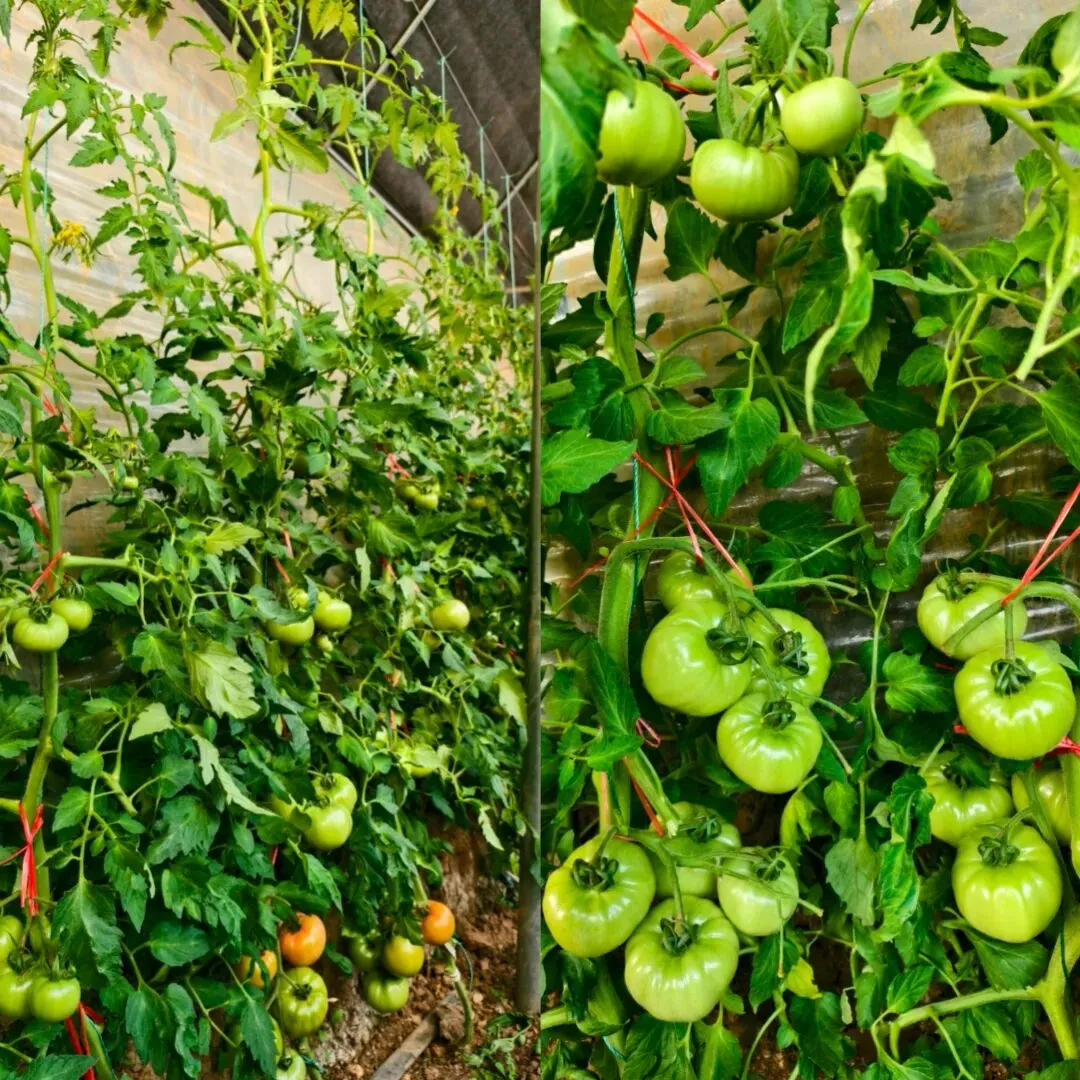 “北柿3A”在山东科技大市场“红”出圈了