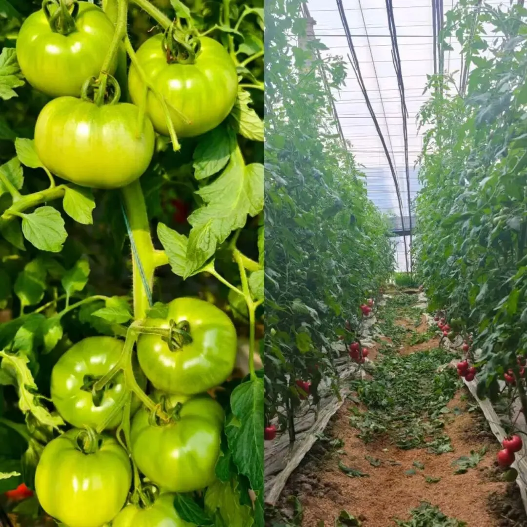 “北柿3A”在山东科技大市场“红”出圈了