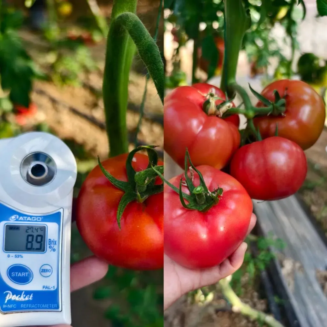 “北柿3A”在山东科技大市场“红”出圈了