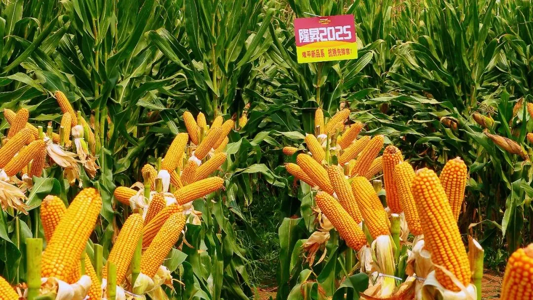 攀登者·赢未来 | 隆昇2025营销启动暨第二届《长青玉杯》种植达人挑战赛政策发布会在亳州举行