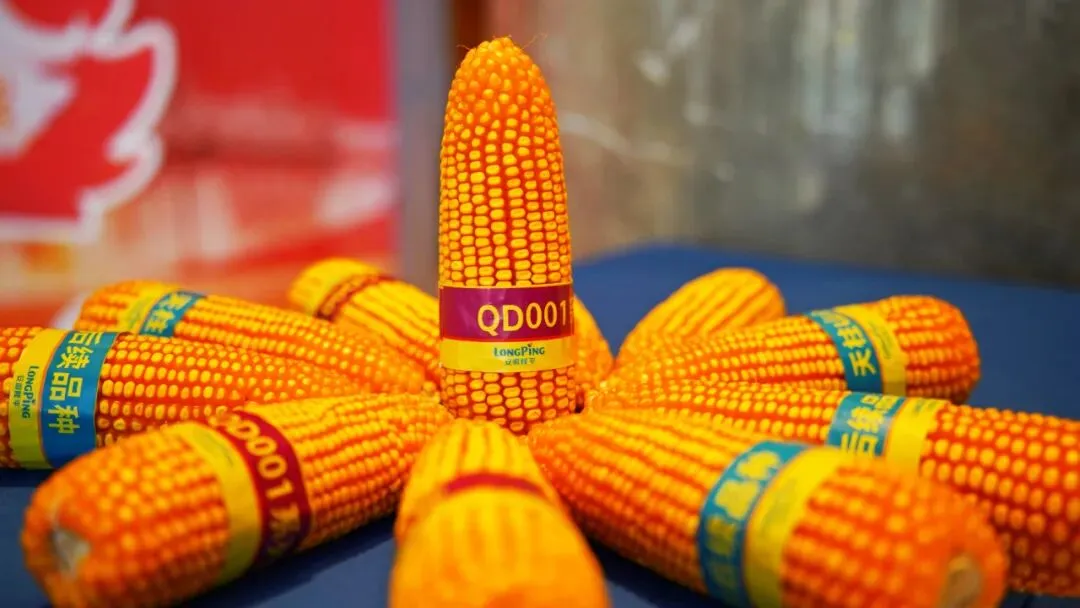 攀登者·赢未来 | 隆昇2025营销启动暨第二届《长青玉杯》种植达人挑战赛政策发布会在亳州举行