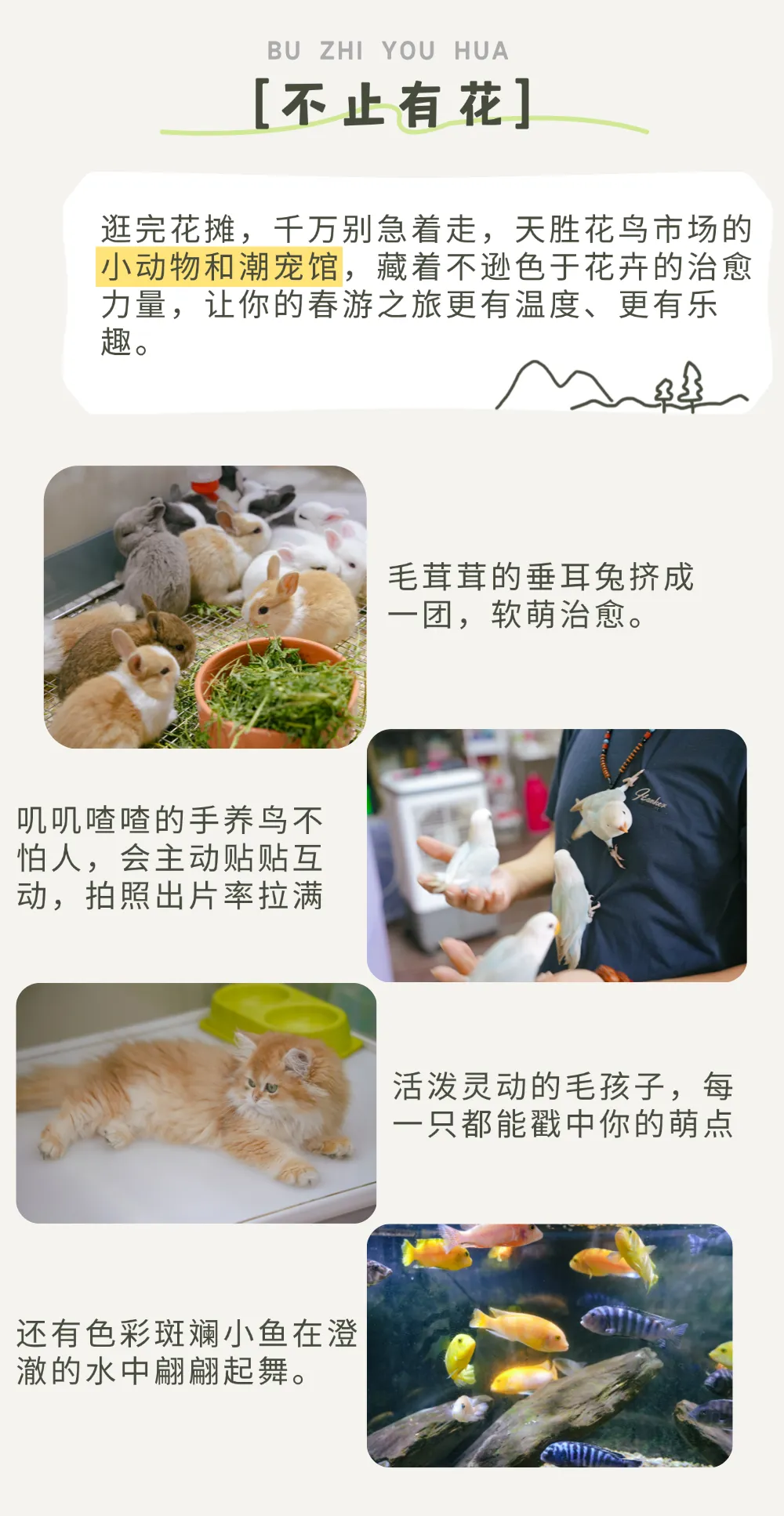 宁波踏春花材指南|天胜花鸟市场:“花 + 宠” 双重快乐,承包这个春天的治愈与仪式感