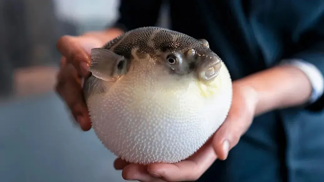 中堂市场监管分局提醒您:毒性极强!0.5毫克足以致命!这种鱼正大量繁殖,千万别吃!