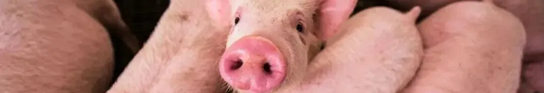 三年营销烧掉5亿,会稽山还困在江浙沪