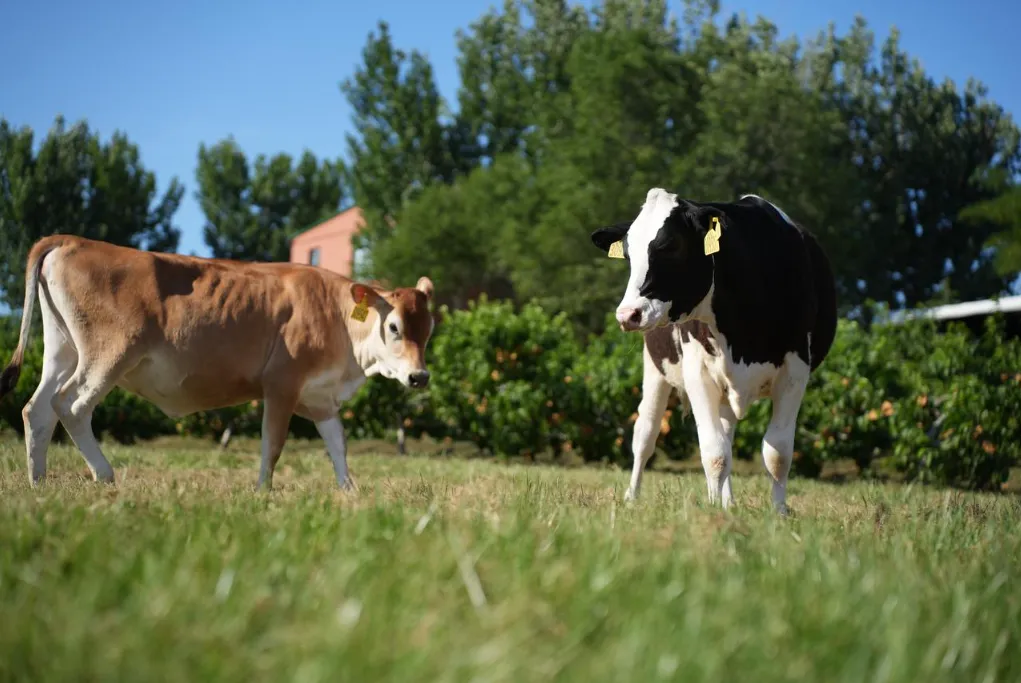 餐饮竞争,正在从门店端的“流量”与“营销”,转向供应链端的“价值”与“信任”