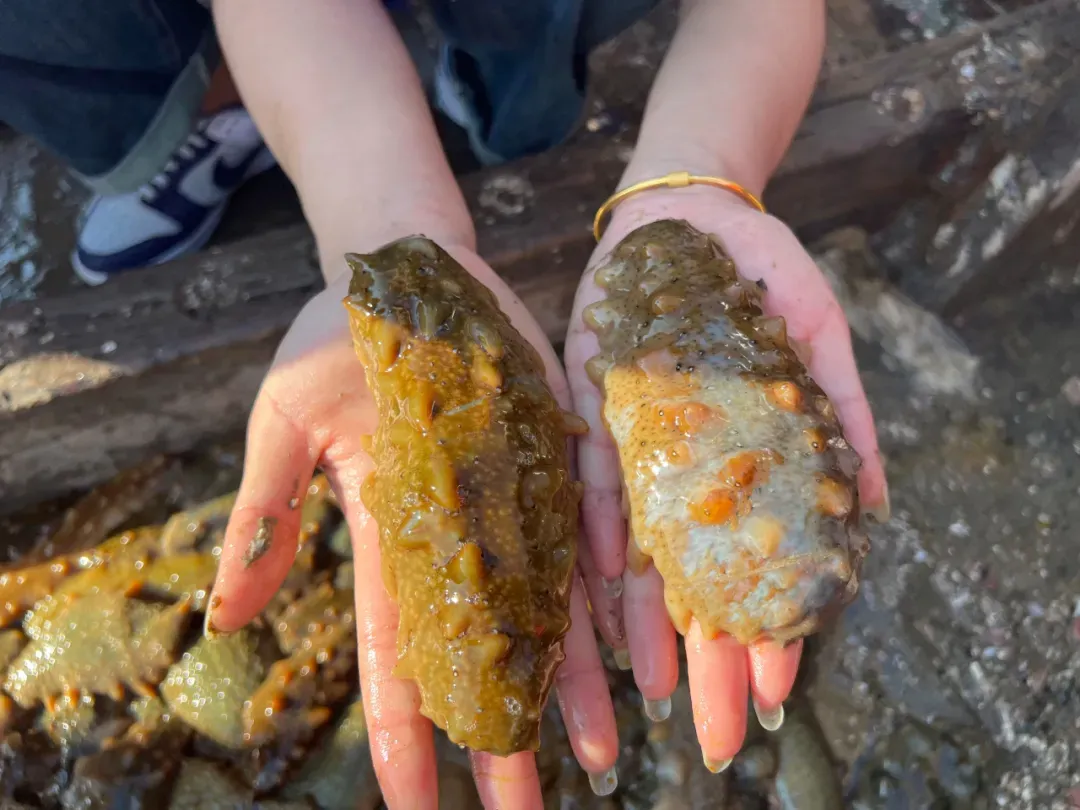 “海参市场”爆雷!这位叫小晴的妹子,在全国火了!