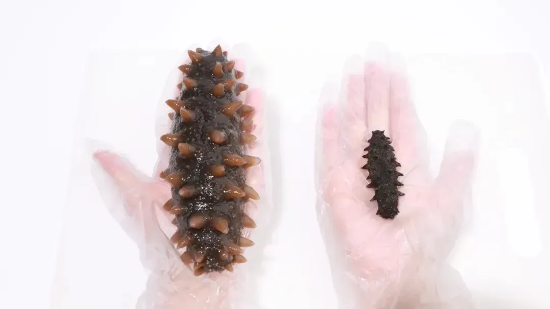 “海参市场”爆雷!这位叫小晴的妹子,在全国火了!