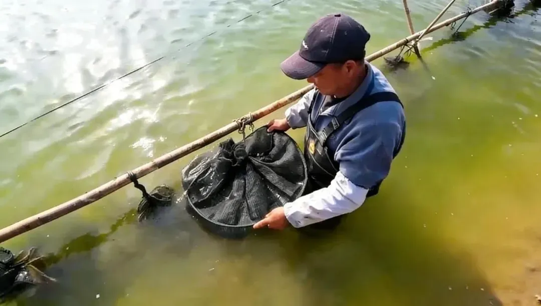 “挂笼”了!江苏射阳占据全国蟹苗市场份额在70%以上