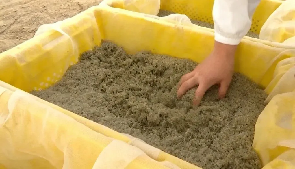 “挂笼”了!江苏射阳占据全国蟹苗市场份额在70%以上