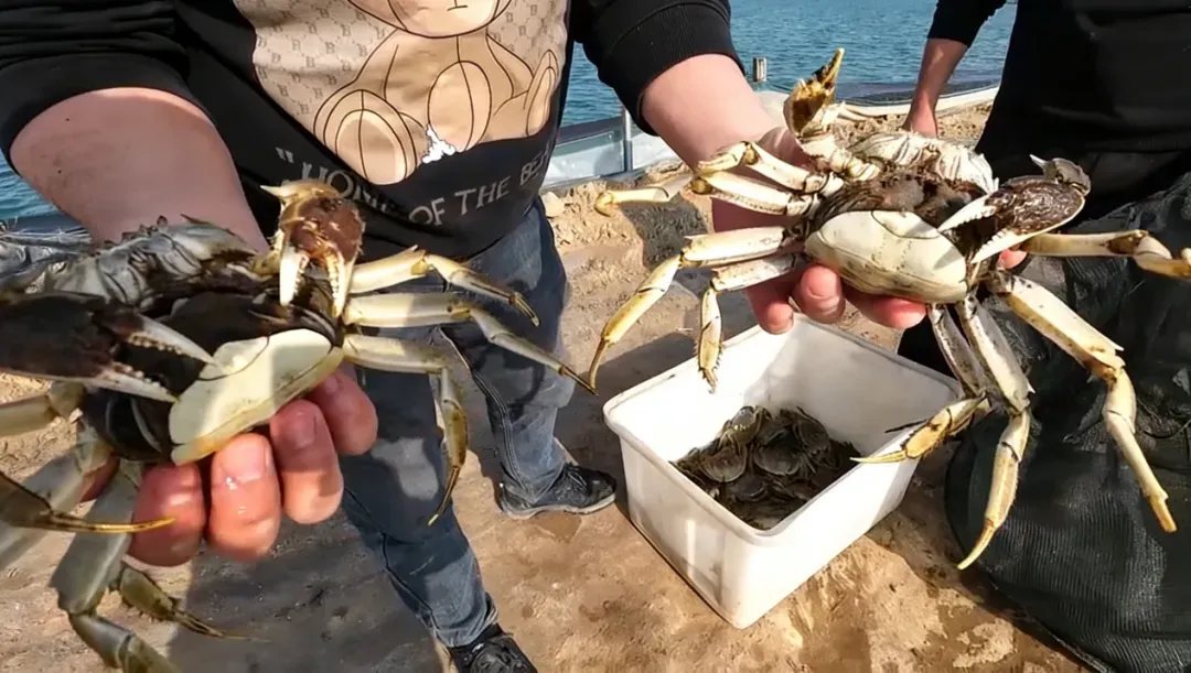 “挂笼”了!江苏射阳占据全国蟹苗市场份额在70%以上