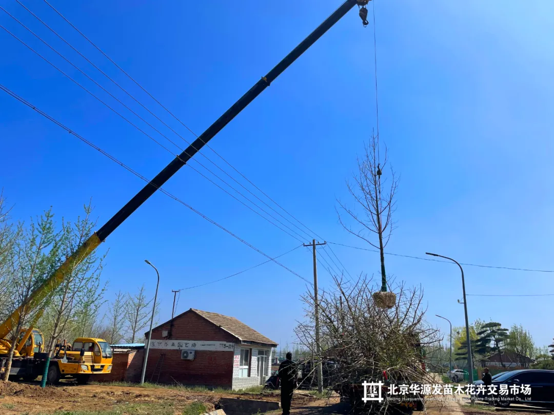 春光正好采购忙!华源发苗木花卉交易市场购销两旺