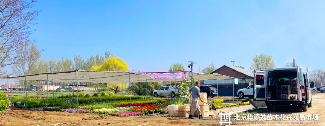 春光正好采购忙!华源发苗木花卉交易市场购销两旺