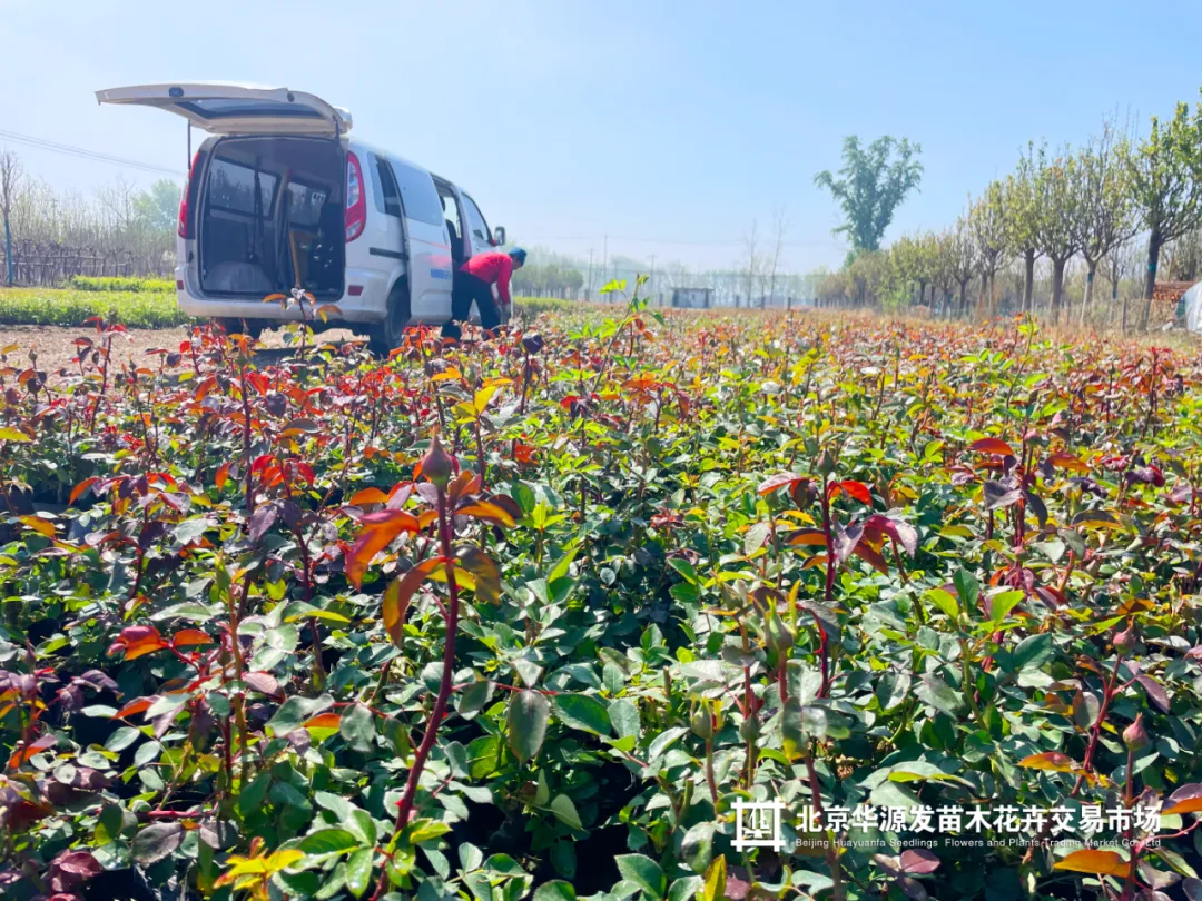 春光正好采购忙!华源发苗木花卉交易市场购销两旺