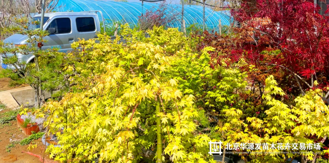 春光正好采购忙!华源发苗木花卉交易市场购销两旺